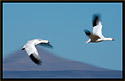 Snow Geese 3542 Thumbnail